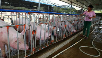 农业农村部 禁止使用未经高温处理的泔水饲喂生猪 严防疫情扩散